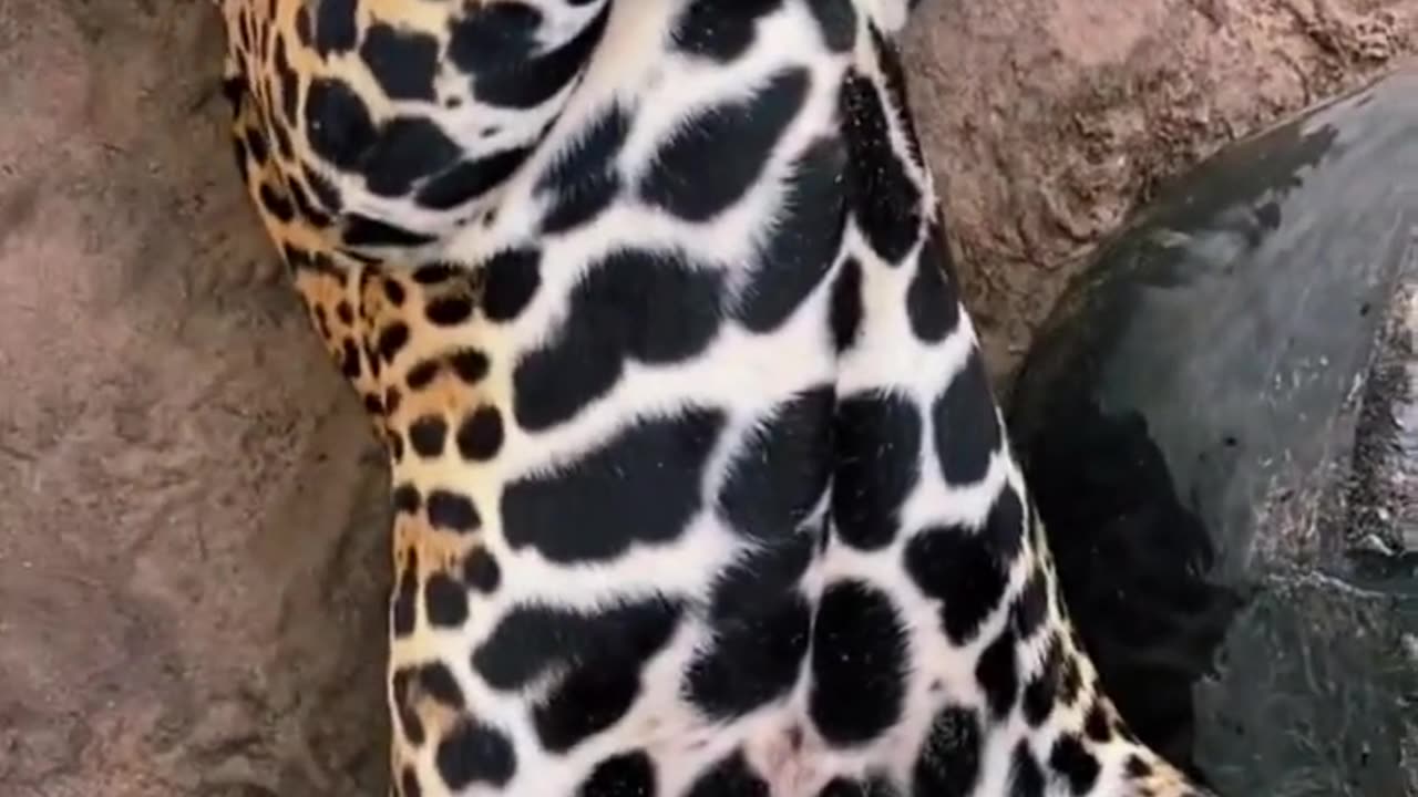 Chubby Jaguar Belly Pats! Viral