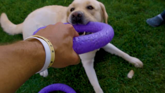 A Dog Biting a Toy | Amazing Video