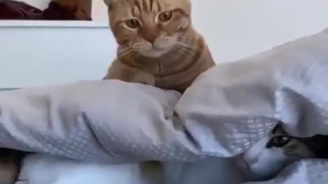 These cats are playing hideout