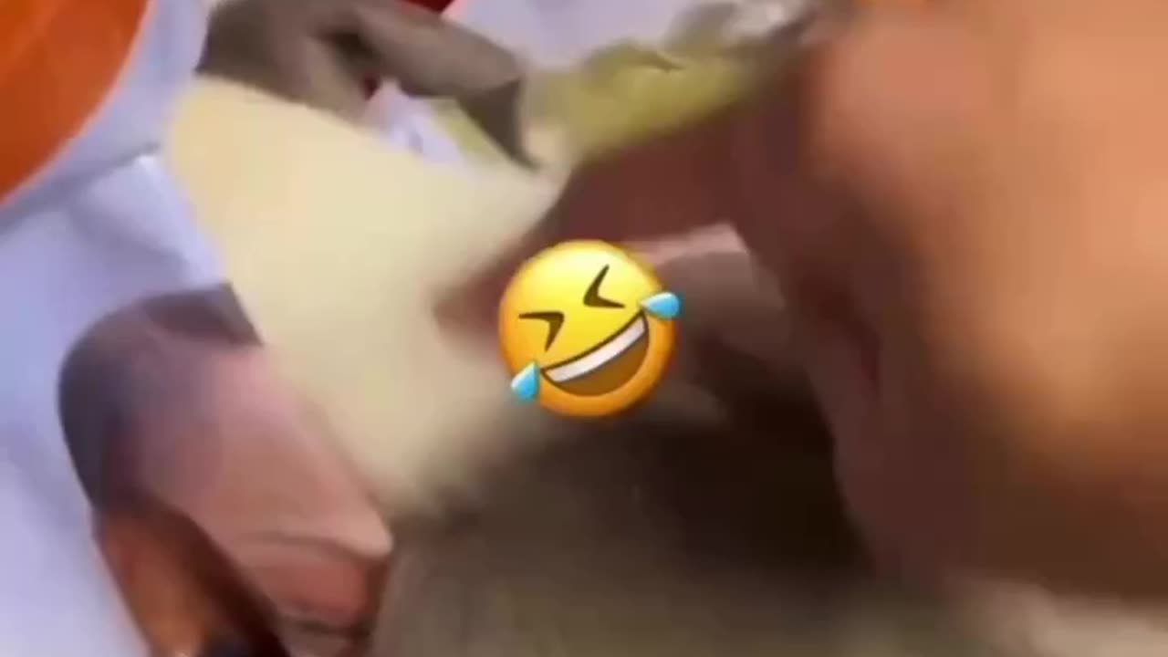 Cute puppy couldn’t stop eating Pedigree