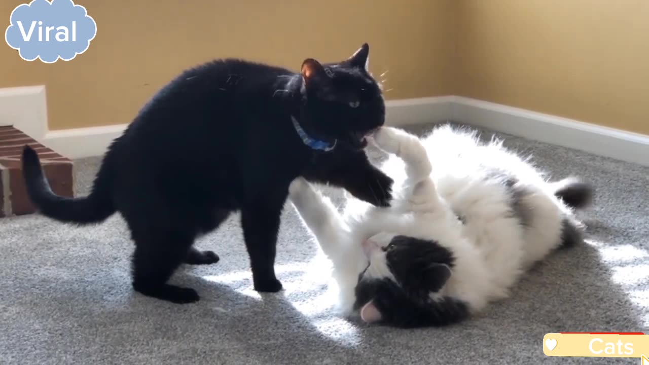 Cat Fighting The Most Bloodiest Stamina The Battle Cat | Unstoppable Fight Try Not Say Wao