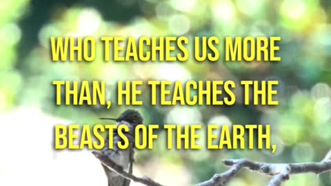 Job 35:11