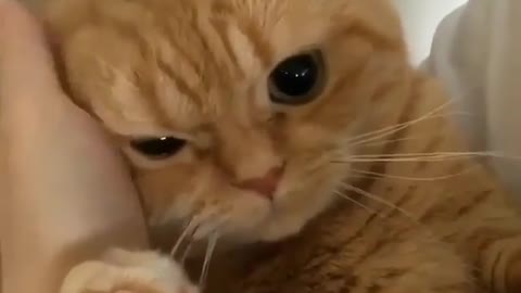 A cat with big eyes