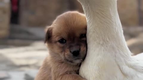 Cute Bond