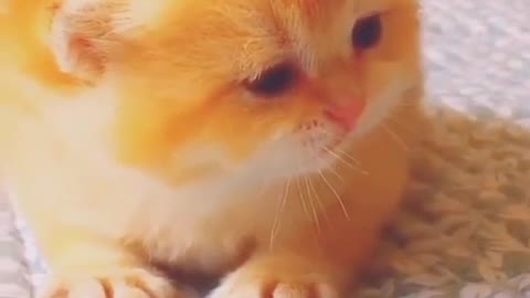 Cute baby cat