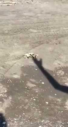 😂😂 virtual fight between crab and shadow😂😂