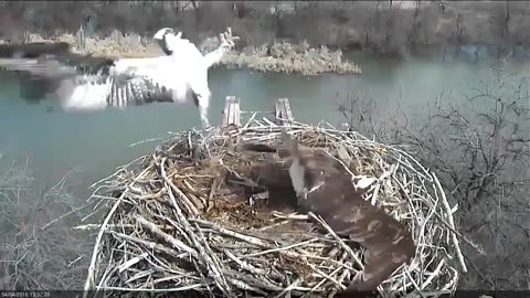 Osprey protecting her eggs from hail storm captures hearts ahead of Mother's Day