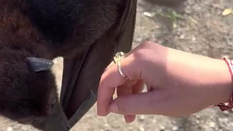 Fruit Bats Are Basically Flying Puppies