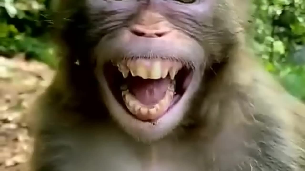 monkey laughing vedios