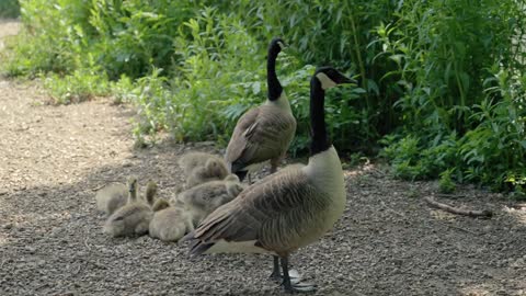 Family garden