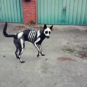 Skeleton Dog Shows Off An Awesome Halloween Costume