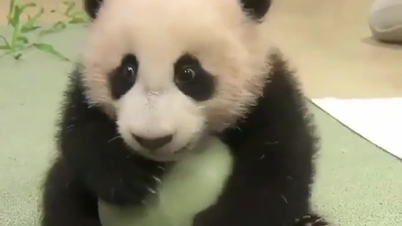 Panda holding a ball