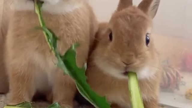 Come and have a look, this is a group of cute little animals