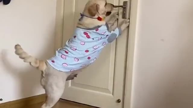 Very smart dog knows to close the door tightly before going to bed with the owner