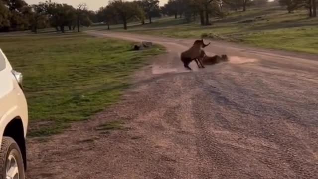 Two goat dangerous fighting video