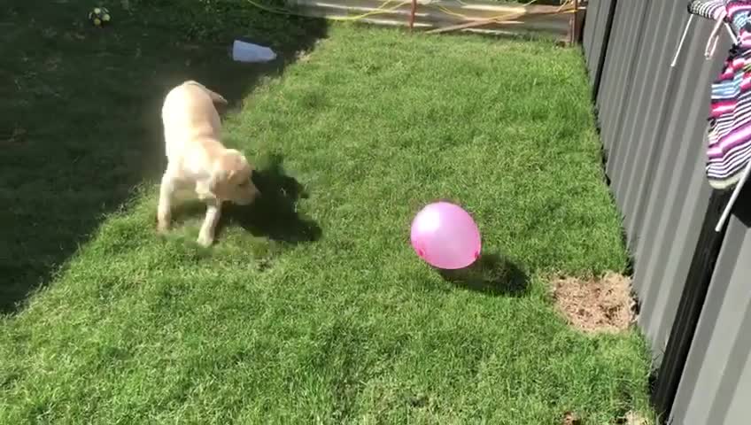 Maddie the Great Dane puppy is making great progress with the balloons.