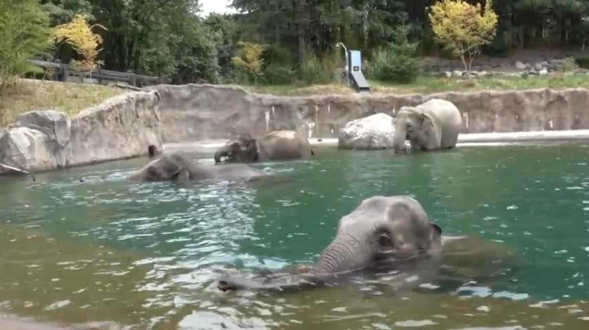 Elephants swimming in Elephant Lands