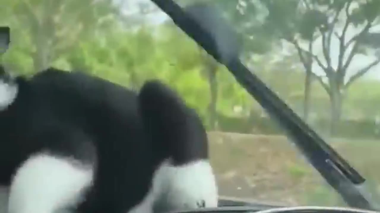animals fighting 😄Funny animals 😄hub,funny animals club youtube, 🤣, funny animals dancing
