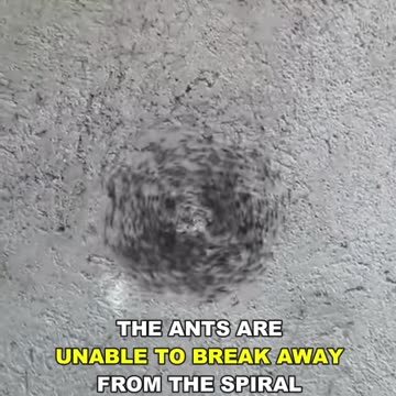 The Ant Death Spiral
