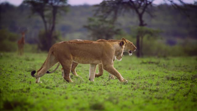 Pair of Lionesses Walking Together