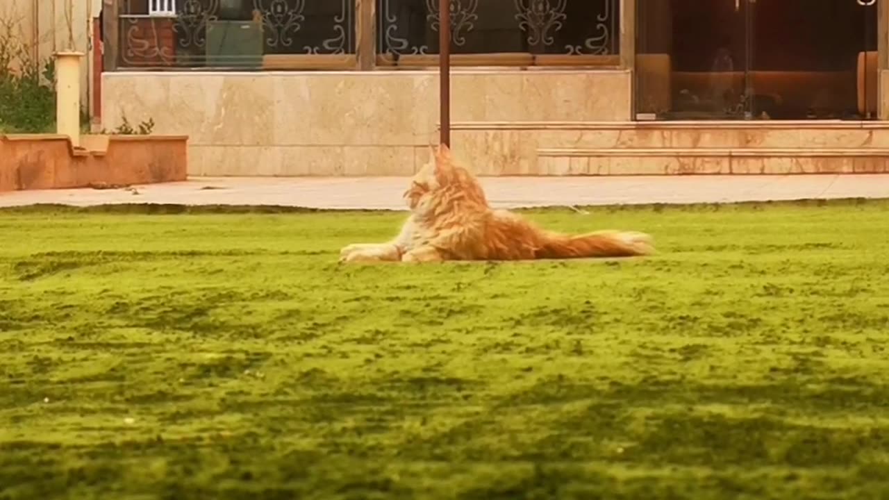 Cute cat sitting on carpet