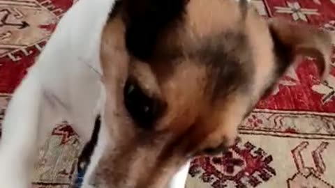 My Jack Wants to Play a Football
