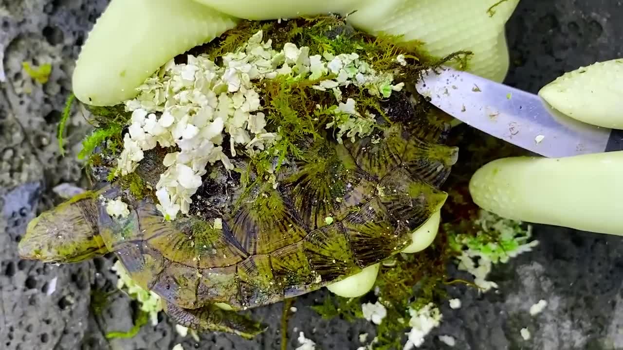 Sea turtle become kings of prey after removing millions of sea creatures and barnacles on shell