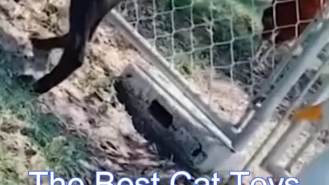 Best funny cats video 😂🤣🤣🤣🤣