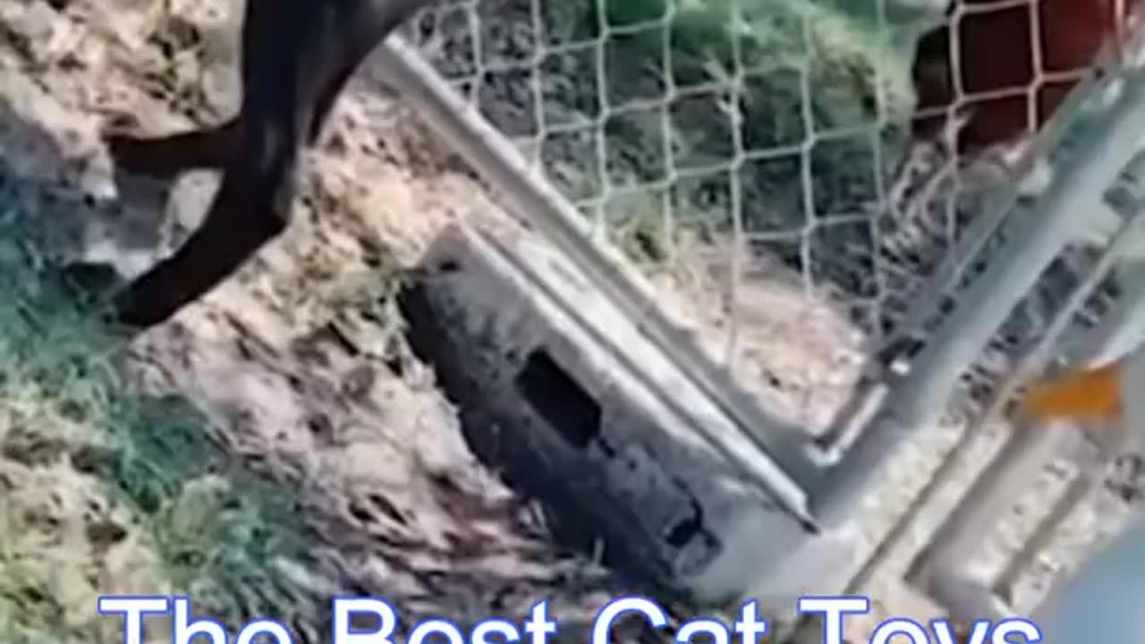 Best funny cats video 😂🤣🤣🤣🤣