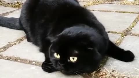 Cute black cat