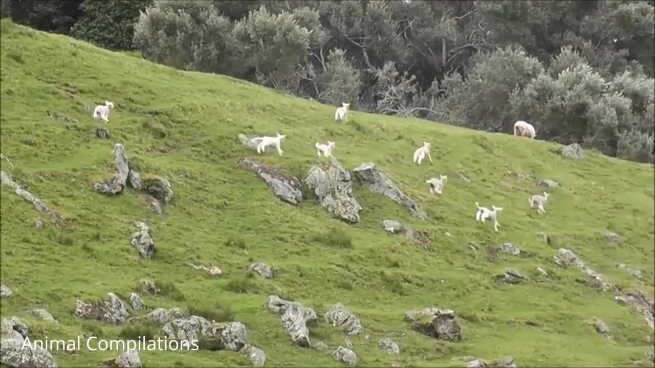 Baby Lamb (Sheep) Goes Baa - CUTEST Compilation