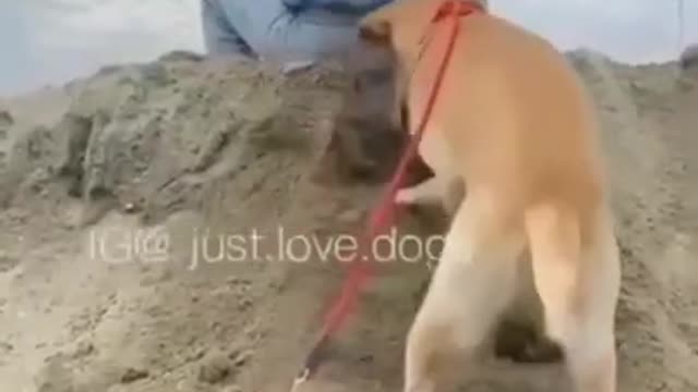 when dog gets it`s revenge