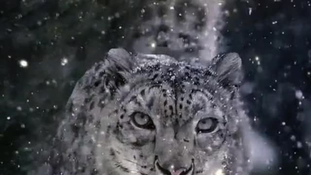 Snow leopard