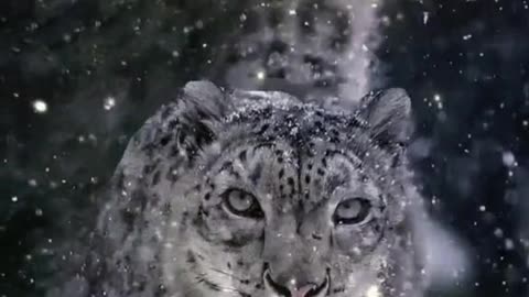 Snow leopard