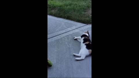 Funny animals kitta cat and dog