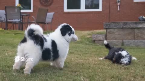 Bernedoodles!