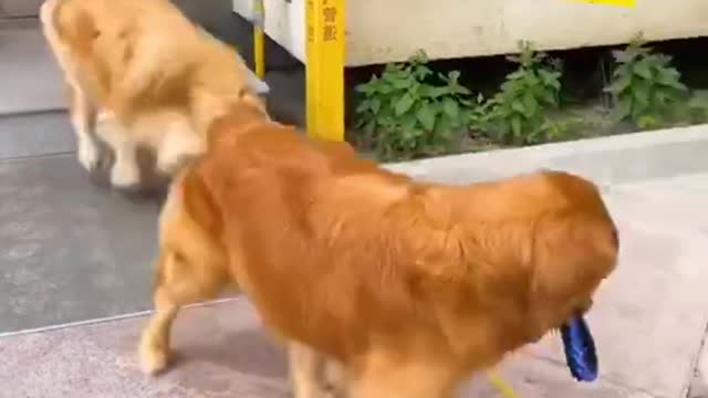 See how the dog takes care of his pregnant