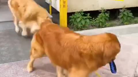 See how the dog takes care of his pregnant