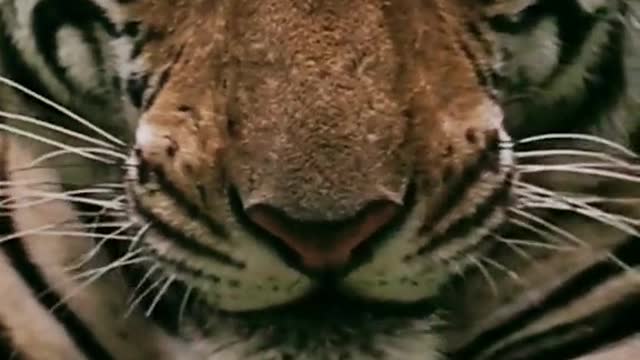 The animal world of Africa impresses the tiger