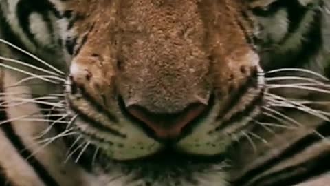 The animal world of Africa impresses the tiger