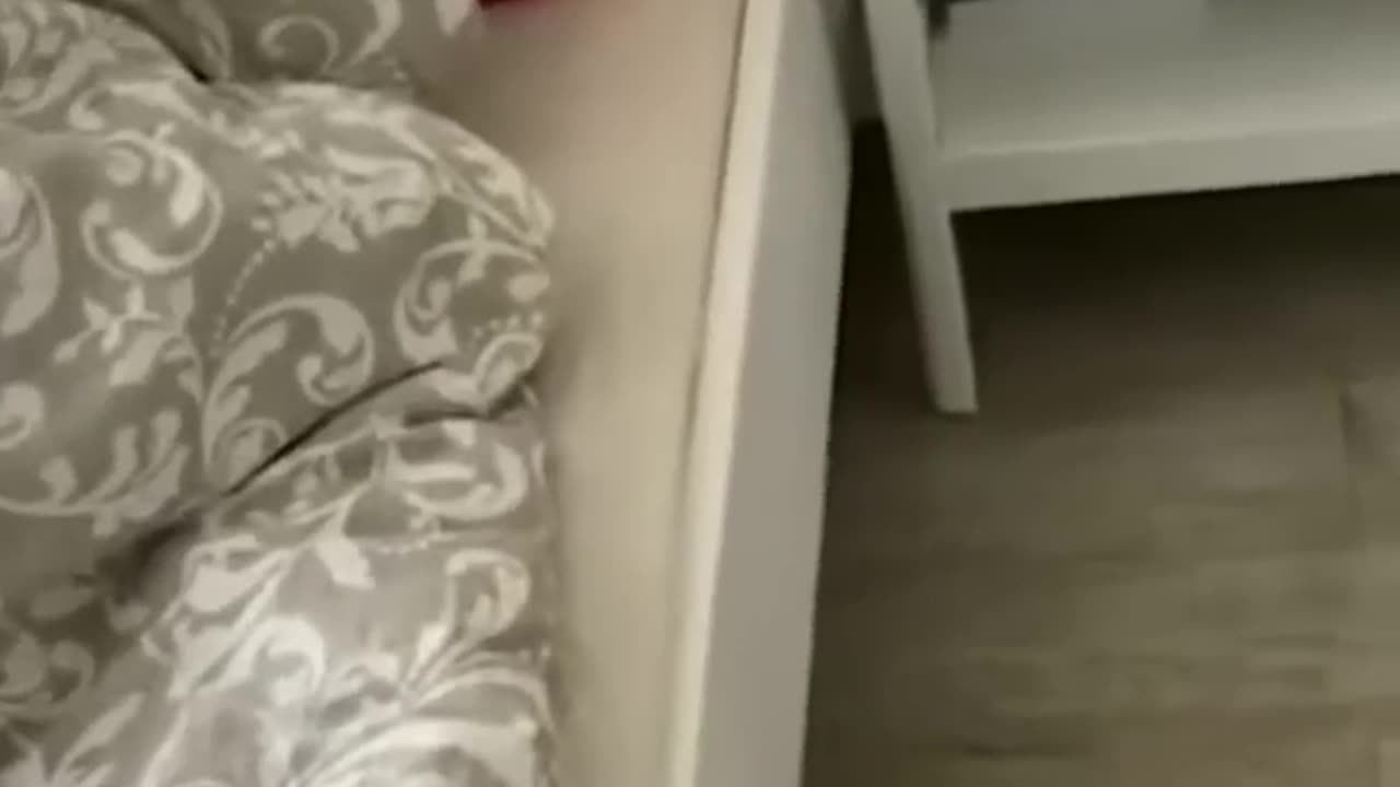 "Cute and Funny Animal Video😂 | Funniest Viral Puppy Cat Clips😹"