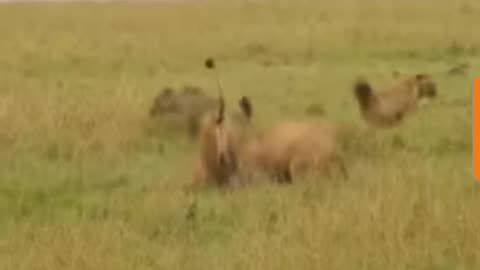Hyenas Vs Lionesses