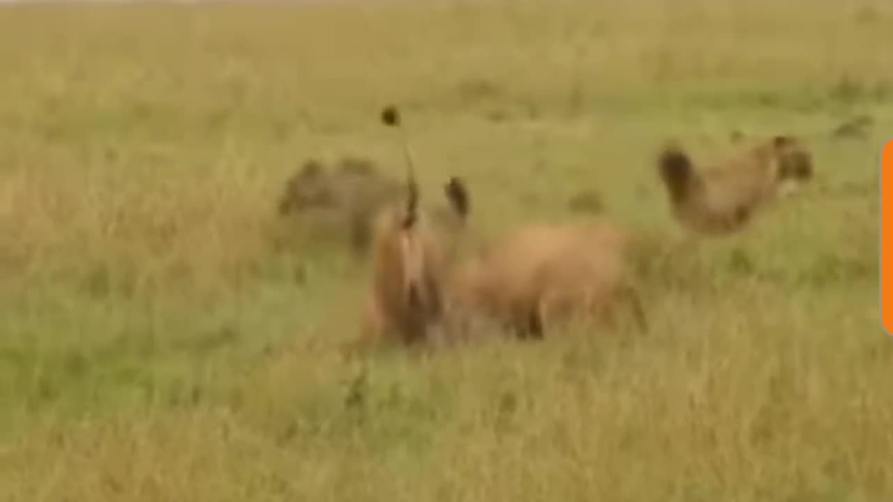 Hyenas Vs Lionesses