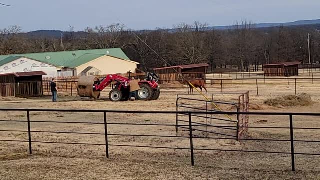 Putting out hay