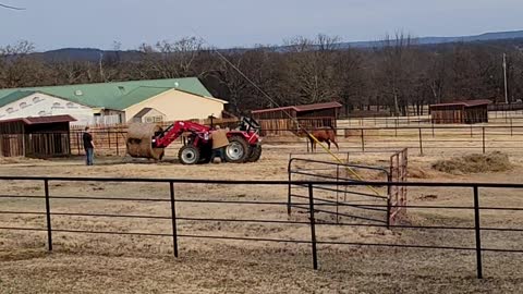 Putting out hay