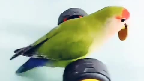 FUNNY PARROT CYCLING / CLICK TO LIKE AND FOLLOW BUTTON