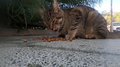 Tabby cat will warm your heart with her irresistibly cute jumps of love