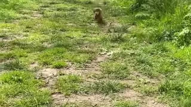 The puppy stage goes by too fast!