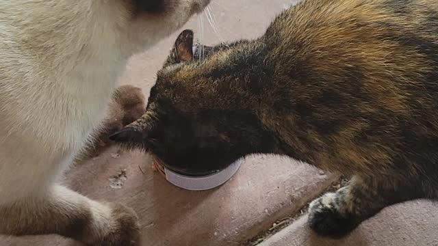 Trooper the cat, for the steal!