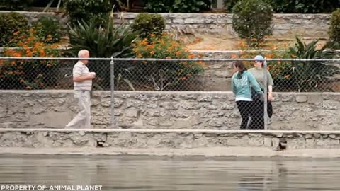 Lion Sees Her Adoptive Dad After 7 Years...